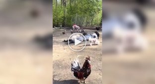 Реакция животных на хозяев, потерявших сознание