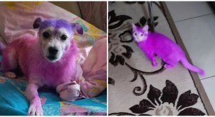 Marketplace users began to paint their pets in different colors (11 photos)
