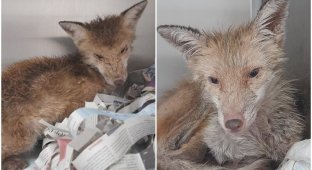 Sick fox ran into the yard to the woman, hoping for help (6 photos)