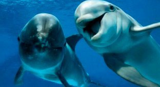 How do whales and dolphins quench their thirst? (3 photos)