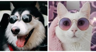Ponytails with glasses: a fashion accessory for our pets (21 photos)