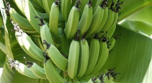 Японець два роки вирощував банани посеред дороги (4 фото + 1 відео)