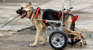 Жизнерадостный щенок-инвалид (7 фото)
