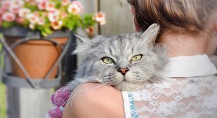 10 серьёзных причин завести кота, о которых стоит задуматься (11 фото)