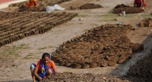 There Are No Winners Here – A Fight with Cow Dung (6 photos)