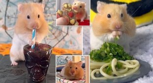 Hamster owner prepares restaurant dishes for pets (12 photos + 1 video)