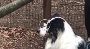 When you're trying to fit into a new team. Funny incident with wolves in a German zoo