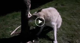 Ты бобр или собака Смотрите, как пес перегрызает дерево, чтобы добыть кота