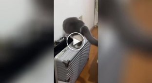 Кіт самозапакувався в валізу