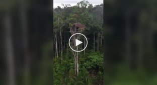 Народ короваї та їх «будинки на деревах» у джунглях Папуа