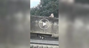 Кошачья семейная драма