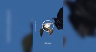 Сапсан: мастер аэродинамики в мире пернатых хищников