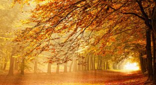 Лесные пейзажи Ларса Ван де Гур (27 фото)