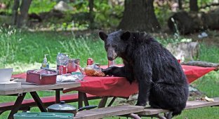 Вас не приглашали – медведь заявился на семейный пикник (6 фото)