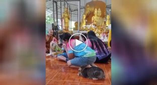 Meow-ditation: a curious cat went on a tour of a Buddhist temple