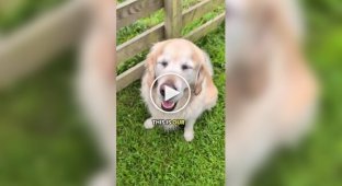 A cow thinks a dog is her cub