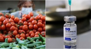 Ученые начали выращивать вакцину-помидор (3 фото)