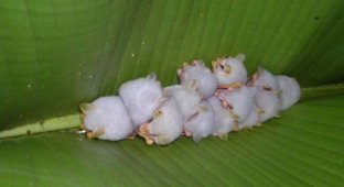  Гондурасские белые летучие мыши (9 фото)