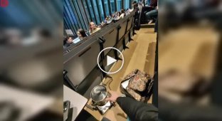 Студент принес живого лобстера на лекцию и сварил его прямо в аудитории