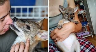 В Хорватии женщина приютила щенков, но они оказались шакалами (4 фото)