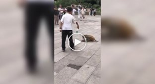 Мальчик отдал бутылку воды обезьяне, которая пила из лужи