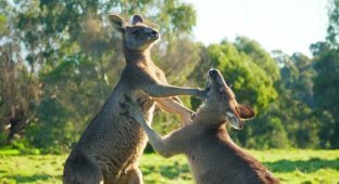 Why in Australia they want to shoot kangaroos (5 photos)