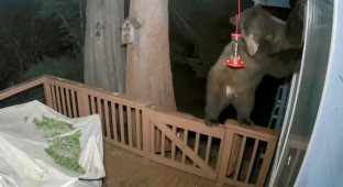 Медведь пытался пробраться в дом через дверь для собаки (3 фото + 1 видео)