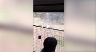 Посетители сафари стали очевидцами нападения львов на парня, забравшегося за ограду