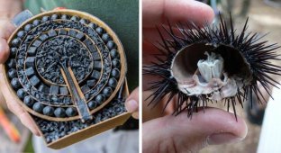 19 photos that show the inside of different things (20 photos)
