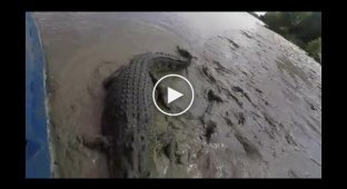 Крокодил очень хотел узнать, какой на вкус, камера goPro