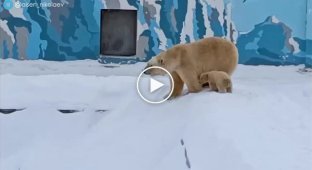 Белая медведица научила медвежат кататься с горки