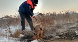 Спасение лошади и жеребенка из "ледяной ловушки" в Якутии (6 фото)