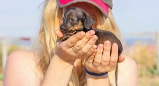 A dachshund who could have died, but the girl still emerged as an abandoned baby (5 photos)