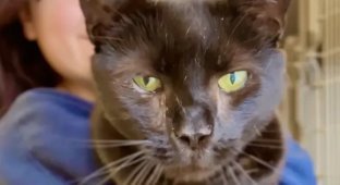 A cat was surrendered to a shelter because of "too affectionate" character (3 photos + 1 video)