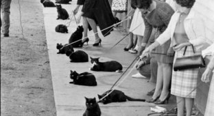 Кастинг черных котов (11 фото)