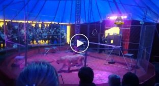 Львица напала на дрессировщика в новосибирском цирке