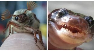 20 кадров, на которых дикая природа решила выключить серьёзность (21 фото)