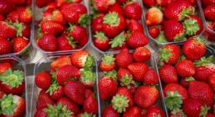 Study: strawberries against dementia (3 photos + 1 video)