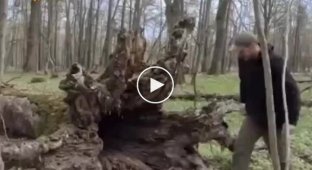 Временное жилище под упавшим деревом