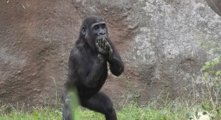 Маленькая горилла хлопала и танцевала перед посетителями в чешском зоопарке (4 фото)