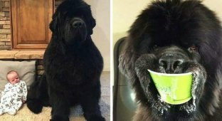 25 proofs that Newfoundlands are not dogs, but huge, cute bears (26 photos)