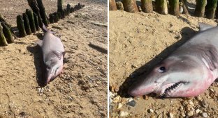 A two-meter shark was thrown onto a popular beach in Britain (3 photos + 1 video)