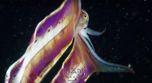Завораживающие кадры парящего осьминога, расправившего свою двухметровую мантию (8 фото + 1 видео)