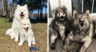 Dog lovers' pain: dogs and dirt (19 photos)
