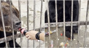 Stop it people: bear in Chinese zoo lives in a pile of rubbish (4 photos + 1 video)