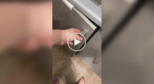 Котята спят на ведре с мусором