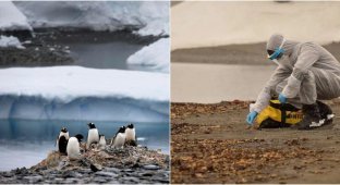 В Антарктиде найдены мертвыми тысячи пингвинов (3 фото)