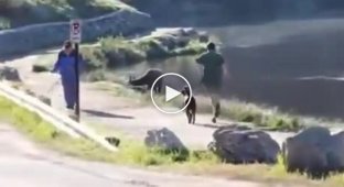 An American was unexpectedly joined by a deer while jogging