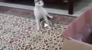 Кіт шокований новим мешканцем у його будинку