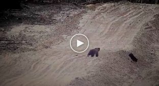 Медведь подружился с собакой